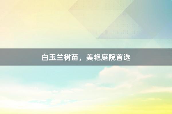 白玉兰树苗，美艳庭院首选